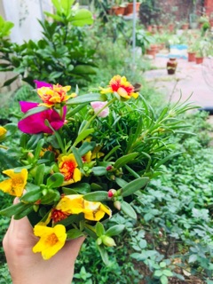 Hoa sam và mười giờ