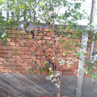 Nho thân gỗ tứ quý