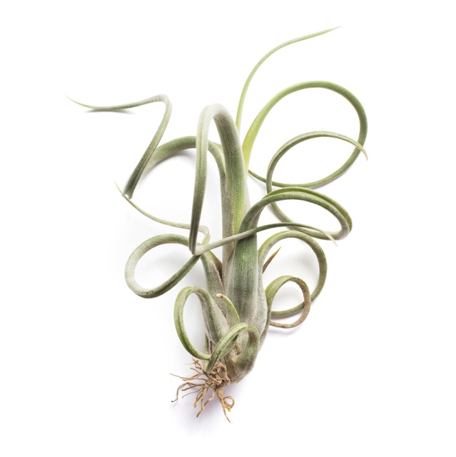 Cây không khí Tillandsia intermedia