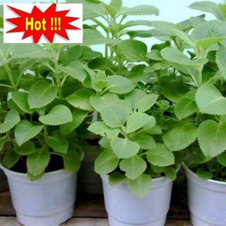 Hói 50 hạt giống rau thơm lùn