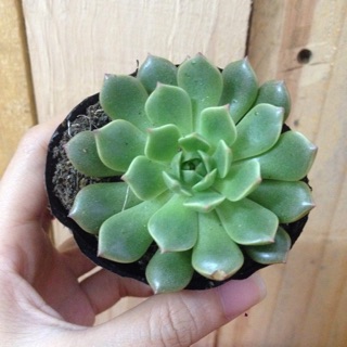 Sen đá ruby xanh (size bầu)
