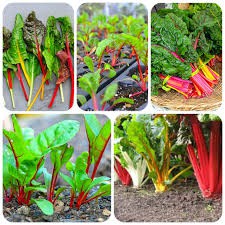 Hạt giống Rau Cải Cầu Vồng -  cải ngũ sắc - Gói 100 Hạt