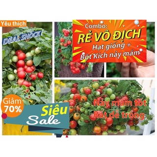 [Combo rẻ vô địch HẠT GIỐNG + GÓI  KÍCH NẢY MẦM] - 10 Hạt Giống Cà Chua Cherry Đỏ