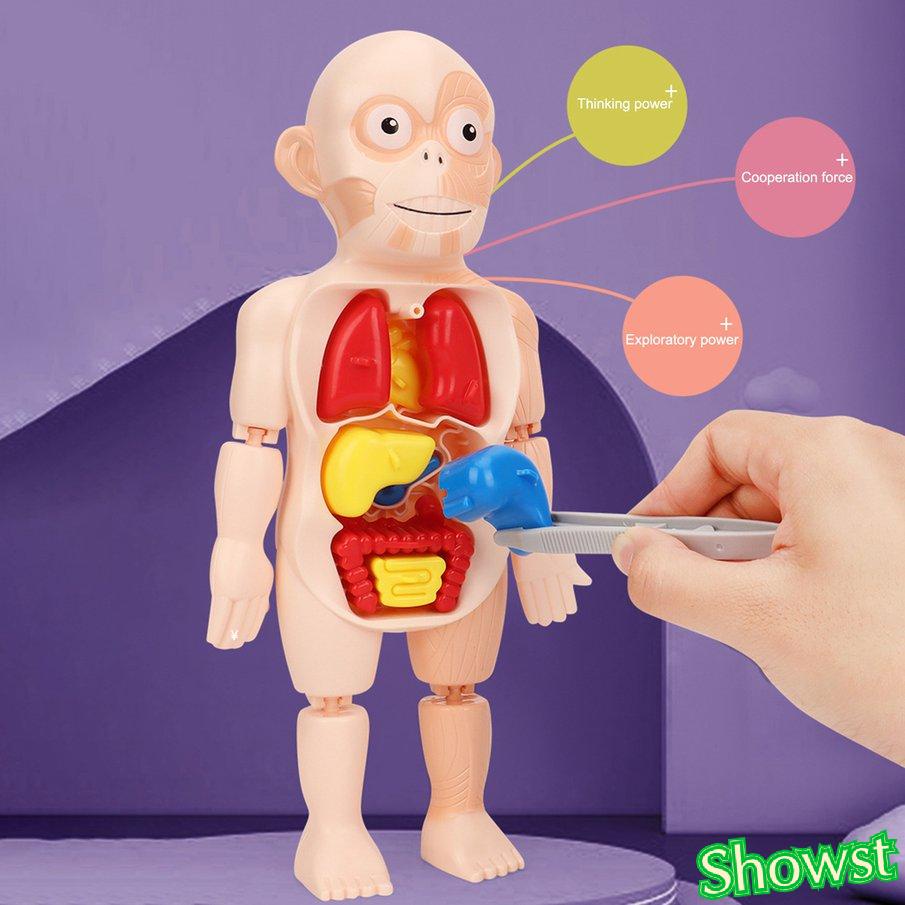 Bộ đồ chơi lắp ráp mô hình cơ thể người 3D cho bé