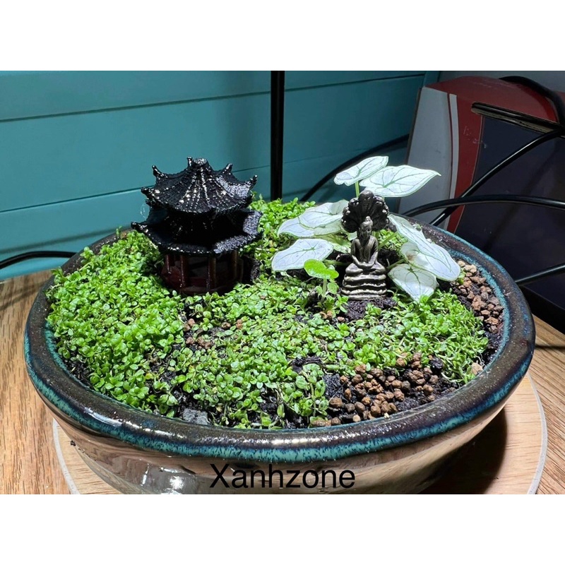 Môn trắng mini đẹp set hồ bán cạn, terrarium, tiểu cảnh