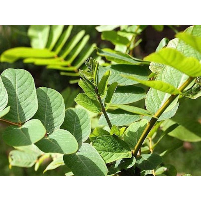 Lá muồng trâu 500g