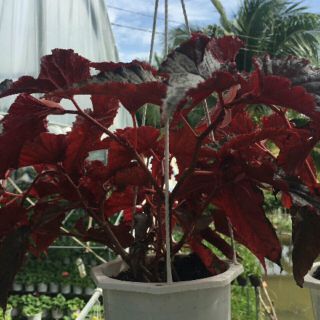 Cây Gấm Hải Đường