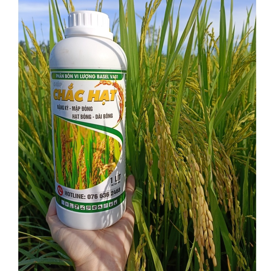 CHẮC HẠT 1L, chuyên lúa, mập đồng, nặng ký, to hạt, trổ đều, xanh lá đồng, cứng cây