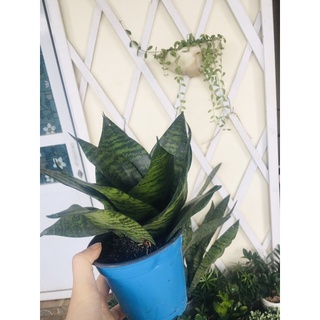 Cây lưỡi mèo để bàn