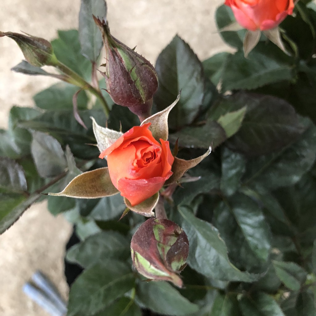 Cây hoa hồng tỉ muội to, chiều cao 40-50cm sai nụ hoa mùi thơm nhẹ cực nhiều tán sum suê , thích làm cây trang trí