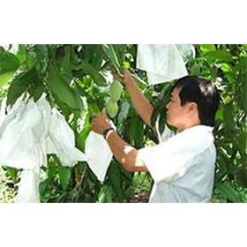 Túi bọc mít lớn  50x70 bao bọc mít