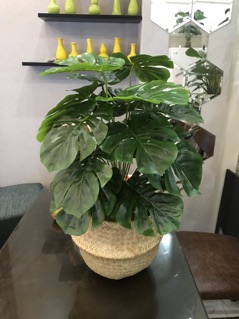 Cây trầu bà lá xẻ 65cm