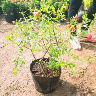 Cây lựu đỏ, giống lùn, siêu trái