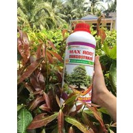 PHÂN BÓN MAX ROOT CHAI 1LÍT CHO MAI VÀNG BUNG ĐỌT RA RỄ CHUYÊN MAI VÀNG   - BUNG TƯỢC ĐẺ NHÁNH NHANH, XANH LÁ, DÀY LÁ