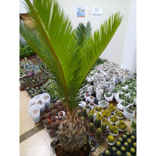 Cây Thiên Tuế Mini ( để bàn )