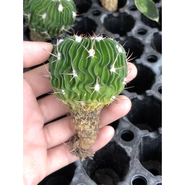 Xương rồng trúc ngọc