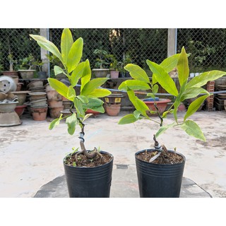Mai Cúc Thọ Hương