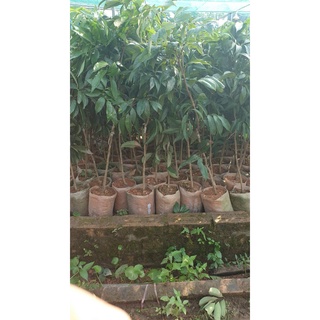Cây giống Vải không hạt. [ siêu sớm trái cây bầu lớn ].