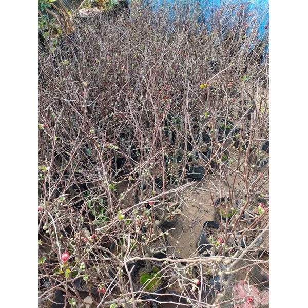 Cây mai đỏ đang nụ