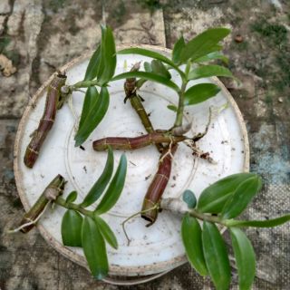 Kei giống Lan Trầm Rồng Đỏ