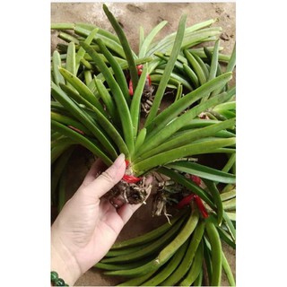 cây hoa lan đuôi sóc cây khoẻ
