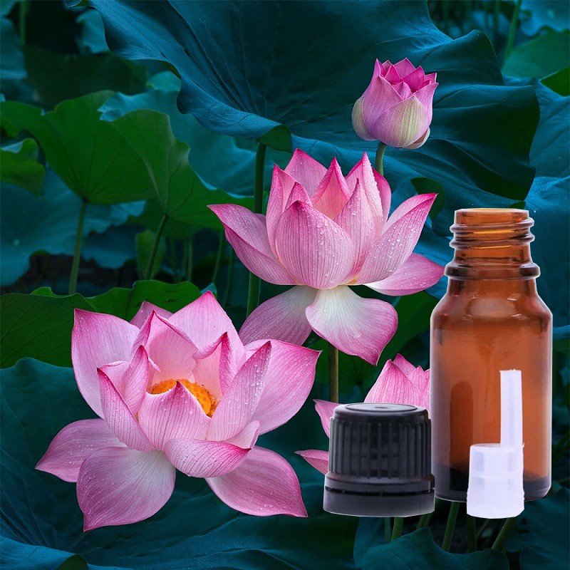 Tinh dầu hoa sen nguyên chất ( Lotus Essential Oil ) GUTY