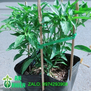 Bụi Ớt Xiêm