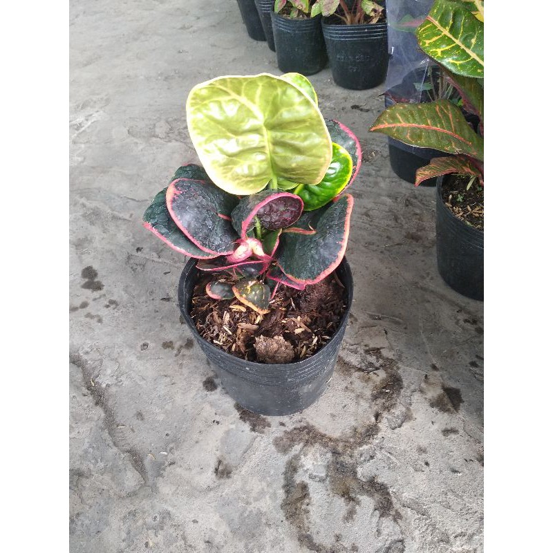 Croton thái cây lá màu