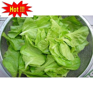 Giống Rau Xà lách mỡ