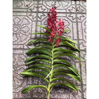 Lan mokara đang ngồng hoa - màu đỏ