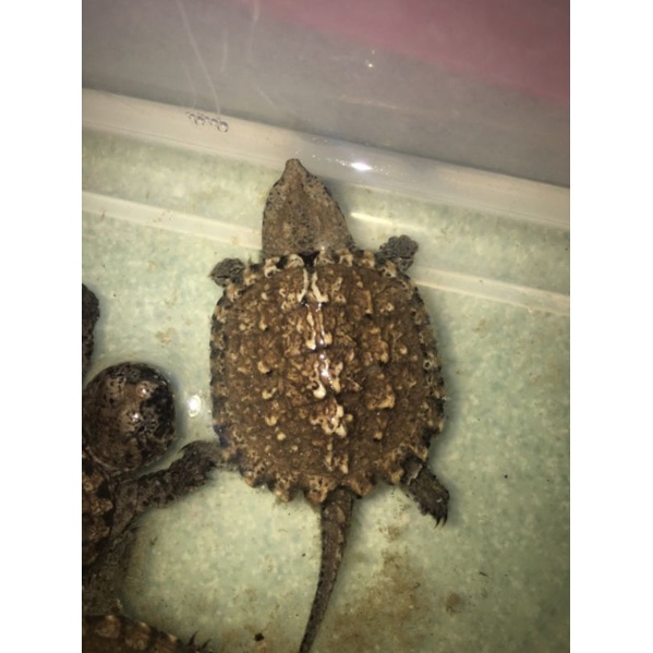Rùa Common snapping baby mini cực đẹp