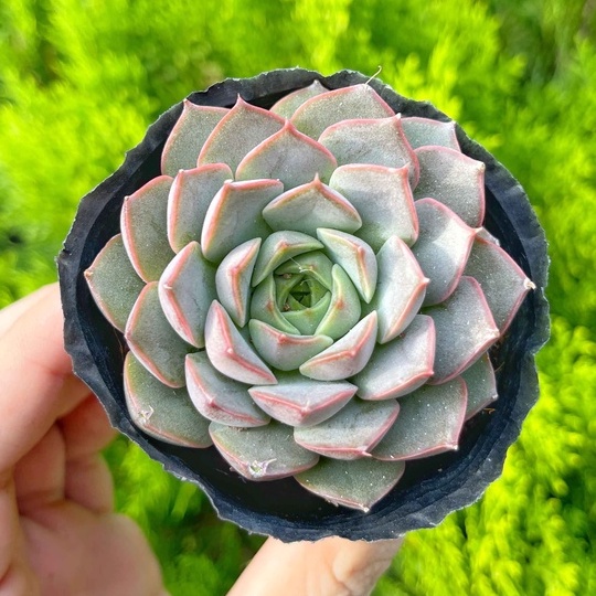 Sen đá hoa hồng nâu 5-7cm