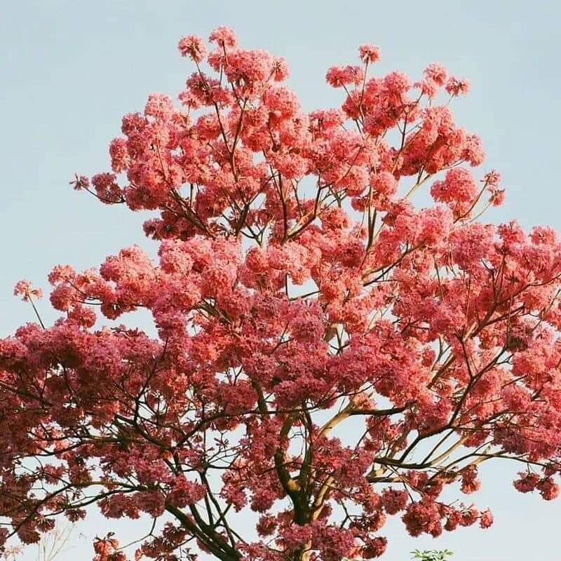 Phong linh giống tím