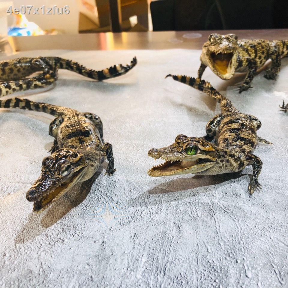 ▧ ✟  ♤Đồ trang trí mô phỏng hình cá sấu & chơi @