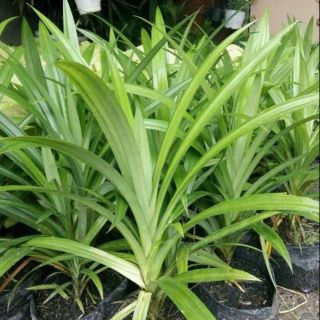 Cây lá dứa.... siêu thơm....