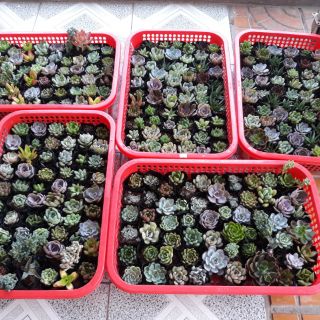 Combo sen đá (8k /1 cây rổ 50 cây) 400k đủ loại