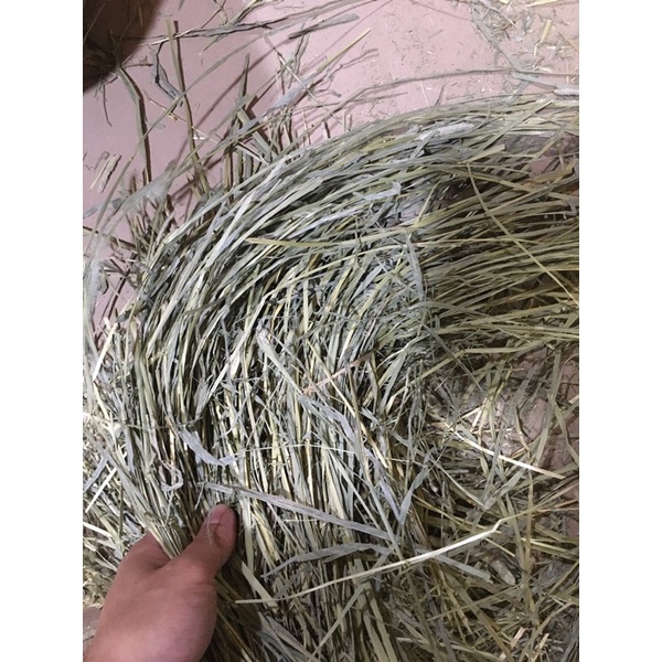 1 kg cỏ khô timothy USA super premium - thức ăn cho thỏ, bọ, sóc bắc mỹ