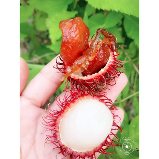 MỨT CHÔM CHÔM SÊN CHUA NGỌT