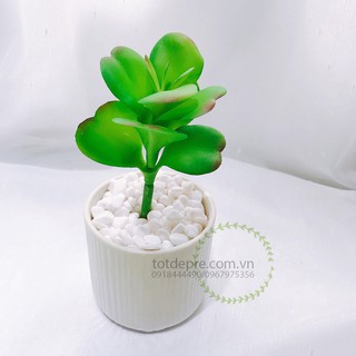 Xương rồng nhựa - Cây giả MS55
