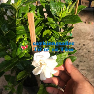 caykiengsadec - cây hoa dành dành+ tặng phân bón-trang trí nội thất cảnh quan sân vườn ngoài trời - hoa kiểng lá