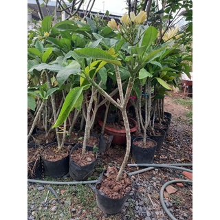 cây sứ đại vàng hoa thơm