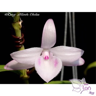 Lan Phi Điệp 🎁Mua 3 Tặng 1🎁 Hồng Minh Châu [ Cây Giống ]