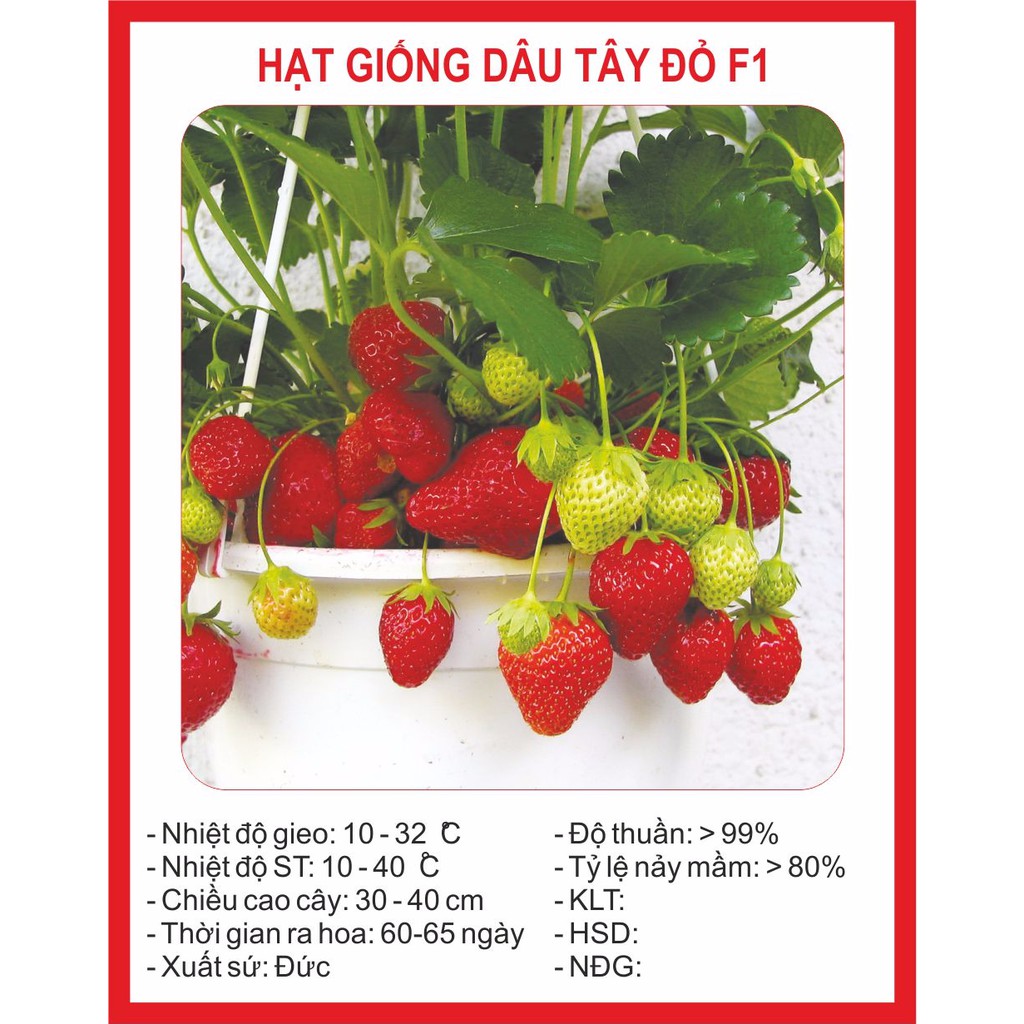  Hạt giống Dâu tây Đỏ QUẢ SIÊU TO và NĂNG SUẤT 100 Hạt