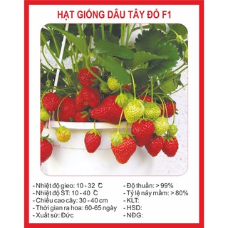 Hạt giống Dâu tây Đỏ QUẢ SIÊU TO và NĂNG SUẤT 100 Hạt