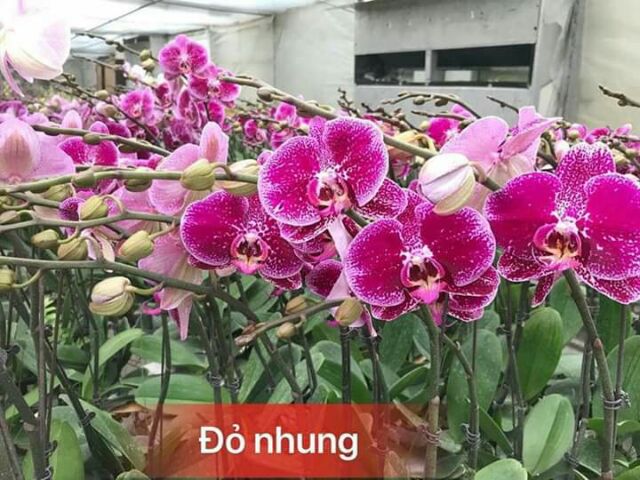 Lan hồ điệp đang ngồng giá rẻ