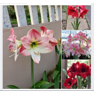 Bộ 2 củ giống hoa lan huệ - 1 củ hồng đào và 1 củ đỏ nhung - DC