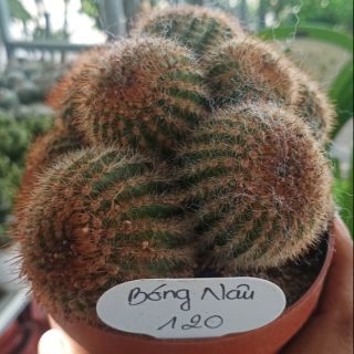 Xương rồng Bóng Nâu