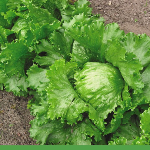 Hạt Giống Xà Lách MINETTO Pháp - Xuất xứ ITALIA