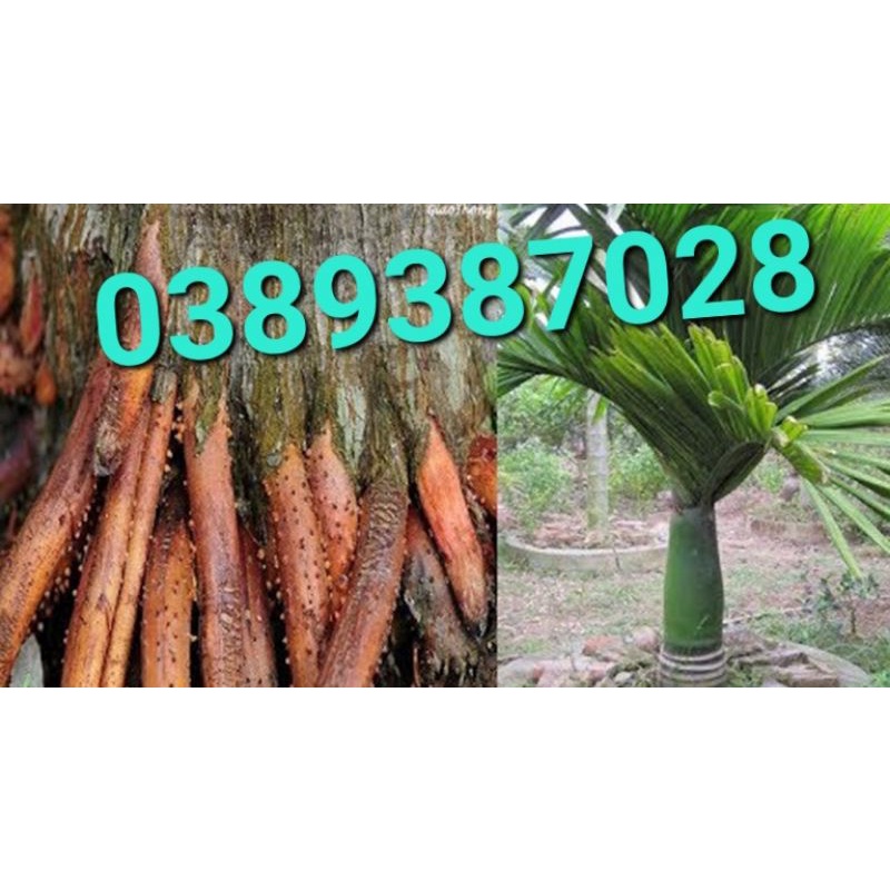 Rễ cau tươi,1kg