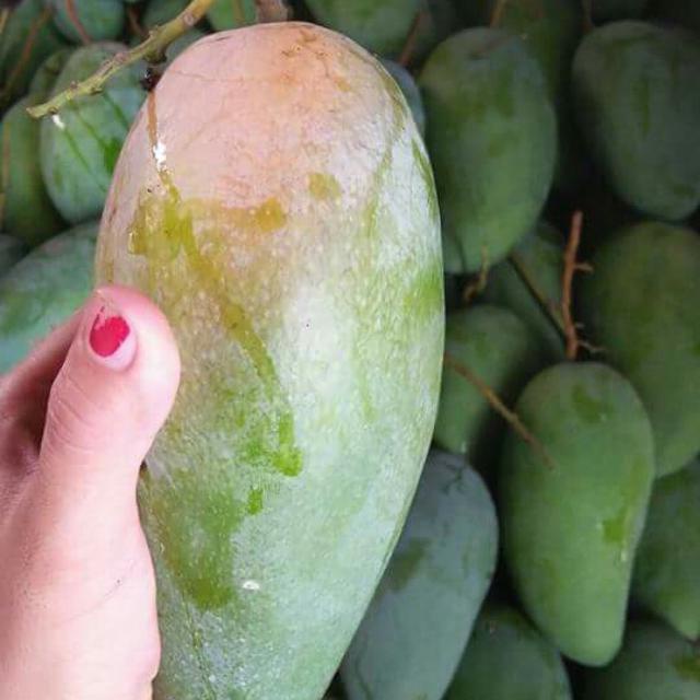 Xoài Đài Loan Giòn, Không Chua 1Kg